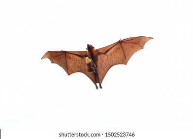 Mother And Baby Bat Flying On White Background.