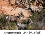 A mother and baby bighorn sheep looking into the distance in the afternoon sunshine at Zion National Park, Utah.