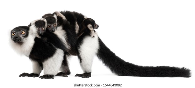 Mother And Baby Black-and-white Ruffed Lemurs, Varecia Variegata Subcincta, 7 Years Old And 2 Months Old, In Front Of White Background