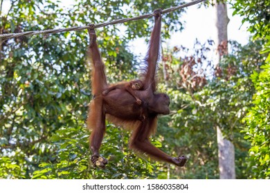 Mother and baby Bornean Orangutan at Sepilok Orangutan Rehabilitation centre