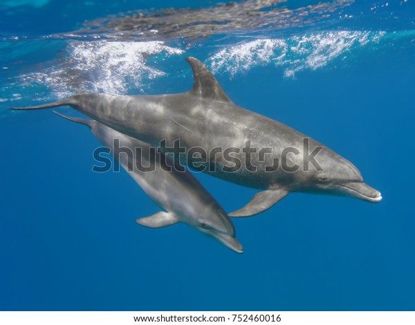 Mother and baby bottlenose dolphins swimming\
underwater in the sea