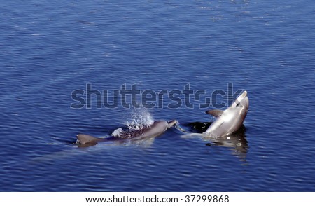 Mother and Baby Bottlenose Dophins