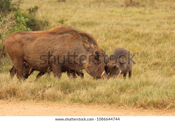 Mother Baby Bush Pigs Feeding National Stock Photo Edit Now