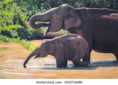 Mother and baby calf Sri Lankan elephants (Elephas maximus maximus) drink water with their trunks at a watering hole in the jungle of Udawalawe National Park, Sri Lanka.
