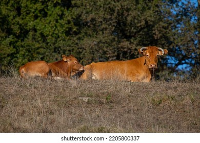 Mother And Baby Calf In Th Sun. Looking Up. Lovely Animals In The Landscape Of Charente