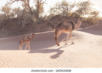 mom and baby camel