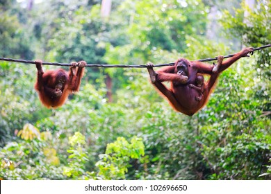 Mother, baby and child orangutans from Sabah in Malaysian Borneo