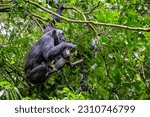 Mother and baby chimpanzees, pan troglodytes, swinging in the tropical rainforest of Kibale National Park, Uganda, and feeding from the fruits.