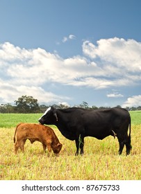 Mother And Baby Cow Australian Bred Beef Cattle On Agricultural Pasture