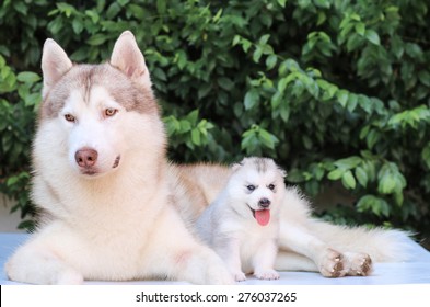 Mother And Baby, Dog Cute In Nature.