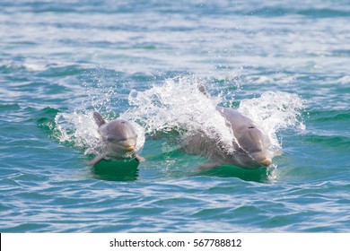 Mother And Baby Dolphin In Dolphin Bay, Panama