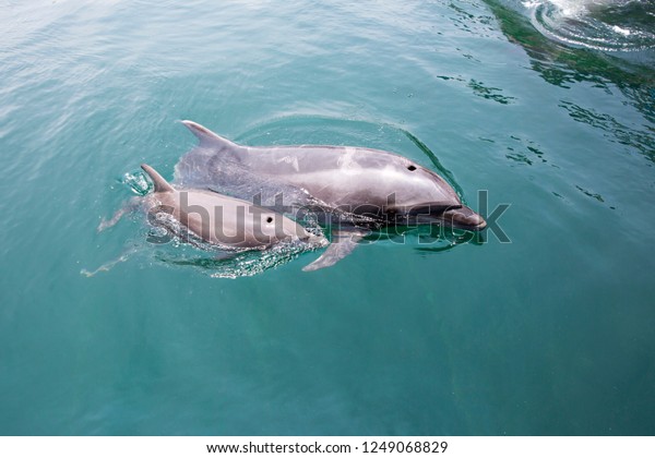 Mother and baby\
dolphins swimming side by\
side