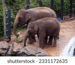 Mother and baby elephant in Taronga Zoo