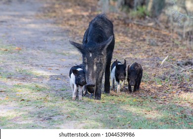 Mother And Baby Feral Pigs