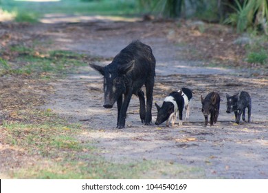 Mother And Baby Feral Pigs