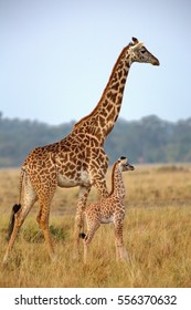 Mother And Baby Giraffe In Kenya