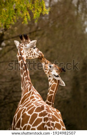 Mother and Baby Giraffe Kissing, Selective Focus, Africa