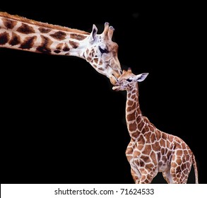 Mother And Baby Giraffe On A Black Background