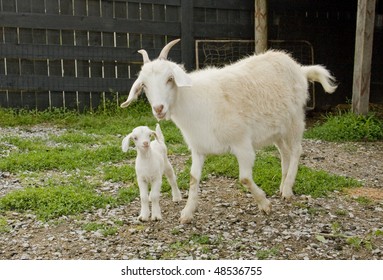 Mother And Baby Goat Together In Barnyard