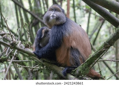 Mother and baby golden monkeys in bamboo forest in Rwanda