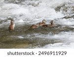 A mother and baby harlequin duck navigating the strong current of the Oirase Gorge