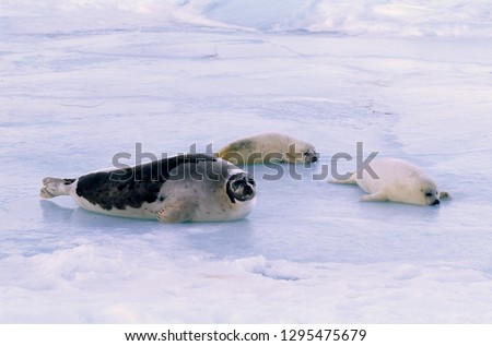 Mother and Baby Harp Seal Magdalen Islands