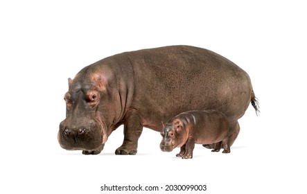 Mother and baby Hippopotamus together, isolated on white