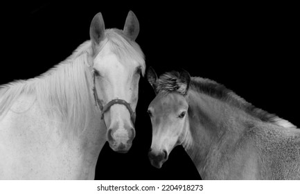 Mother And Baby Horse Face On The Black Background