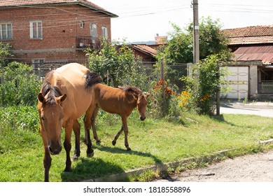 Mother And Baby Horse Walking Freely On The Street.