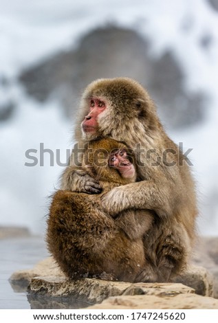 Mother with a baby Japanese macaque sitting on the stone. Japan. Nagano. Jigokudani Monkey Park.