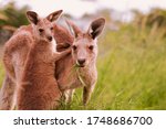 Mother and baby joey eastern grey kangaroo eating grass looking at the camera