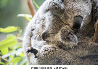 Mother and baby joey koalas asleep cuddling