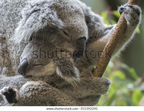 Madre Y Bebe Joey Koalas Durmiendo Abrazandose