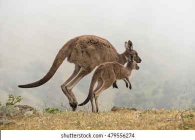 Mother And Baby Kangaroo 