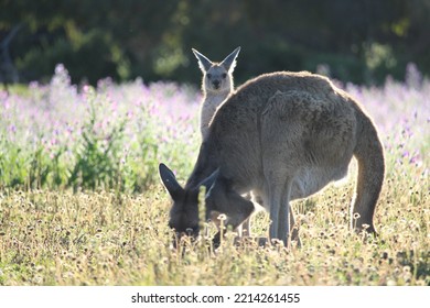 Mother And Baby Kangaroo In A Field Of Purple Wildflowers.