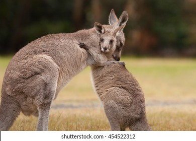 Mother and Baby Kangaroo Hug