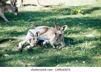 Mother And Baby Kangaroo Lying On The Grass. Inside Of The Mother's Pouch.