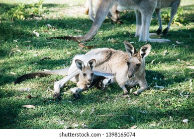 Mother And Baby Kangaroo Lying On The Grass. Inside Of The Mother's Pouch.