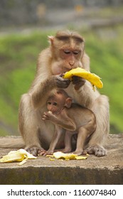 Mother and baby monkey, Bonnet Macacuq, eating Banana. Maharashtra India