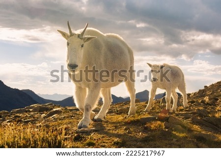 Mother and baby Mountain Goat on a walk in the evening.