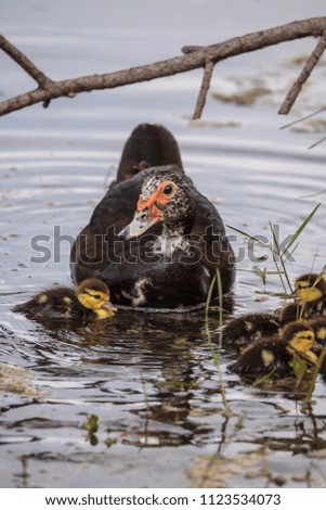 Image, Stock Photo Mother and Baby Muscovy ducklings Cairina moschata