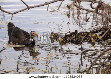 Similar – Image, Stock Photo Mother and Baby Muscovy ducklings Cairina moschata