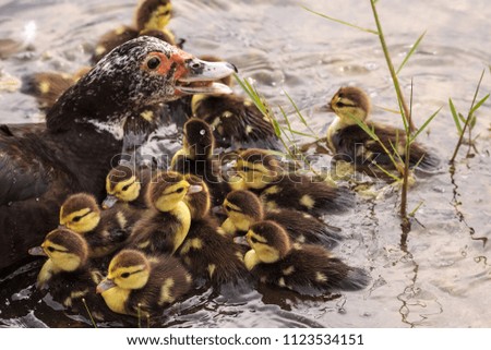 Foto Bild Mutter und Baby Muskovy Entenküken Cairina moschata