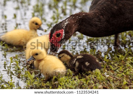 Similar – Image, Stock Photo Mother and Baby Muscovy ducklings Cairina moschata