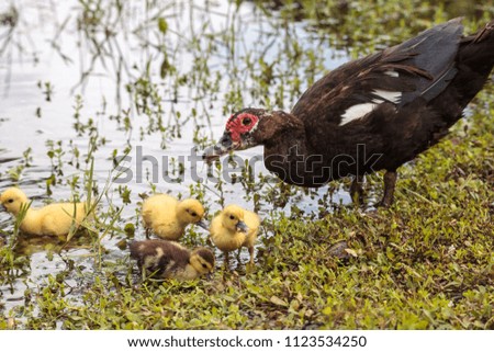 Similar – Image, Stock Photo Mother and Baby Muscovy ducklings Cairina moschata