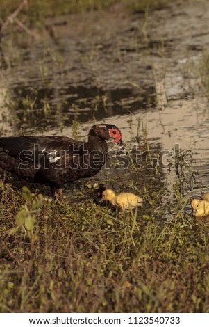 Similar – Image, Stock Photo Mother and Baby Muscovy ducklings Cairina moschata