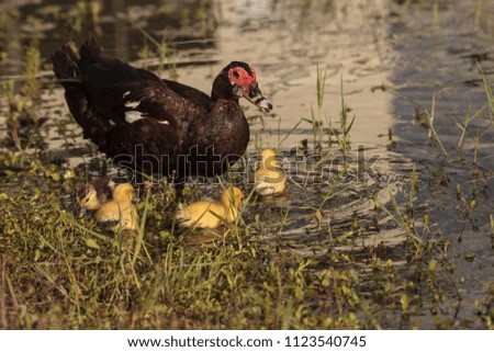 Similar – Image, Stock Photo Mother and Baby Muscovy ducklings Cairina moschata