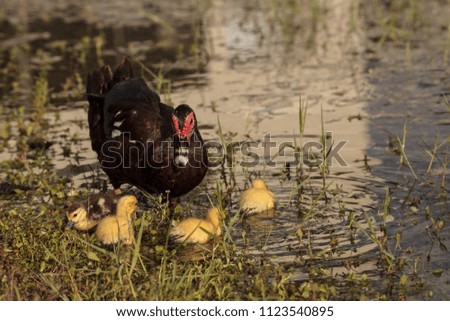 Similar – Image, Stock Photo Mother and Baby Muscovy ducklings Cairina moschata