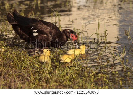 Image, Stock Photo Mother and Baby Muscovy ducklings Cairina moschata