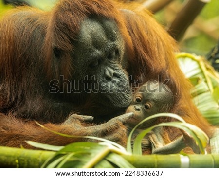 Mother and baby Orangutan at Auckland Zoo